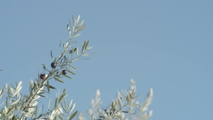 Wall Mural - olive leaves and olive fruits blowing in wind, shodoshima island in kagawa prefecture in japan, nobo