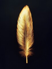 Wall Mural - Feather on black background