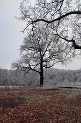 Wall Mural - on a cool autumn morning, everything around, grass, trees, bushes, objects was covered with bright w