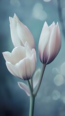 Wall Mural - Delicate White Tulips: A Pastel Floral Dream