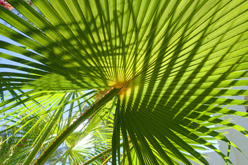 Canvas Print - fresh green palm leaves texture