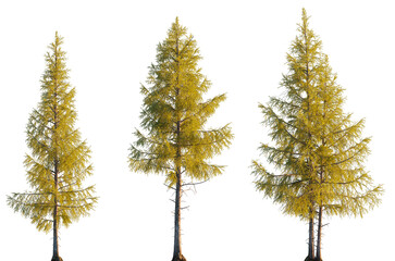 Wall Mural - larix laricina tree frontal set evergreen pinaceae needled tree isolated png tall on a transparent b