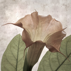 Wall Mural - textured stylish old paper background, square, with large heavy flowers of Brugmansia, Angel trumpet