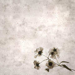 Wall Mural - textured stylish old paper background, square, with Montanoa hibiscifolia, the tree daisy or Anzac-flower