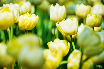 Beautiful Spring Tulip Garden with Multicolored Blooms