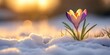 © Vadym - Spring crocus blossom emerges from snow in sunlight. Beautiful purple flower with yellow center. Early morning sunrise lights snow. Nature scene. Spring arrives despite cold weather. Closeup photo.