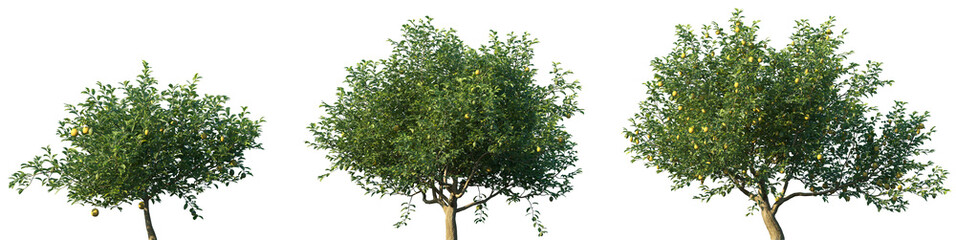 Wall Mural - set of citrus limon (the lemon) frontal set trees isolated png on a transparent background perfectly