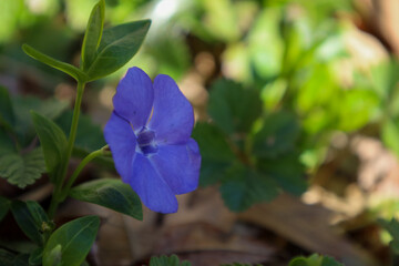 Sticker - Close-up view of a periwinkle flower with vibrant petals