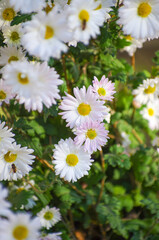 Wall Mural - A photo of chrysanthemum flowers in an autumn garden.