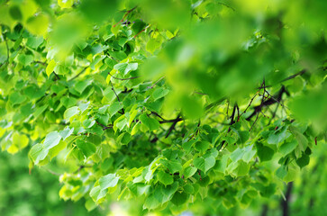 Wall Mural - green leaves on the green backgrounds