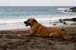 © Marian Suppo - Perro mirando al mar