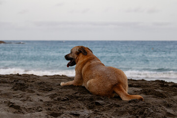 perro mirando al mar