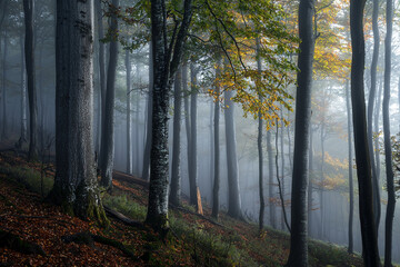 Wall Mural - Foggy forest landscape with autumn foliage in morning light