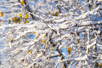 Wall Mural - winter forest after a snowfall, sunny day, trees in the snow
