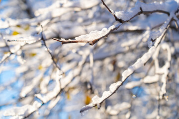 Wall Mural - winter forest after a snowfall, sunny day, trees in the snow