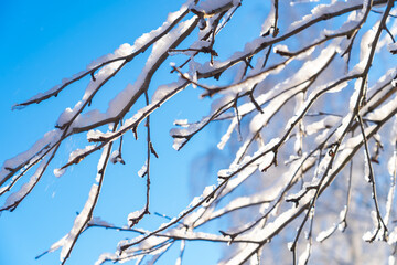Wall Mural - winter forest after a snowfall, sunny day, trees in the snow