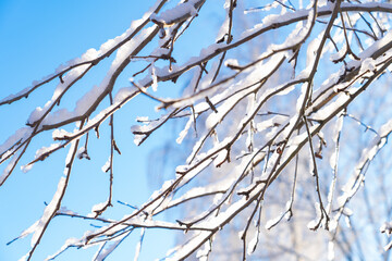 Wall Mural - winter forest after a snowfall, sunny day, trees in the snow