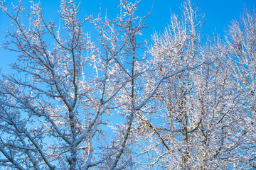 Wall Mural - winter forest after a snowfall, sunny day, trees in the snow