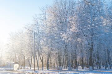 Wall Mural - winter forest after a snowfall, sunny day, trees in the snow