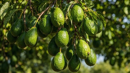 Wall Mural - Fresh avocados ripening on tree branches under sunlight surrounded by lush green leaves