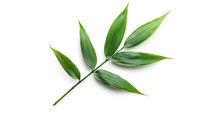 Wall Mural - Fresh green bamboo leaves arranged beautifully on white background