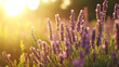 © JidapaDesign - sprawling lavender field bathed in warm sunlight, showcasing vibrant purple flowers swaying gently in breeze, creating serene and calming atmosphere