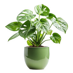 Wall Mural - swiss cheese plant, side view, in ceramic pot , isolated on transparent background