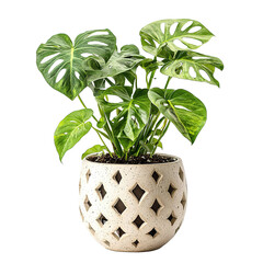 Wall Mural - swiss cheese plant, side view, in ceramic pot , isolated on transparent background