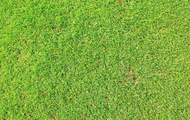 Canvas Print - green grass texture