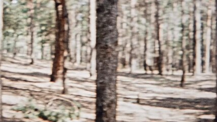 Wall Mural - archival film, pine forest in summer sunny morning. nobody. bright sun rays on spruce tree trunks in