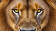 © Mohd - Symmetrical close-up of a lion's face with golden fur and piercing yellow eyes, showing detailed texture of the mane and skin. Wildlife photography. Big cat observation and predator awareness concept