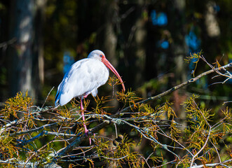 white ibis in a cypress tree