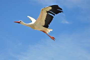 A graceful white stork soaring through a clear blue sky, a sign of fertility and peace