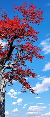 Wall Mural - a sprawling branch heavy with crimson maple leaves stretches out from the trunk of a majestic oak tr