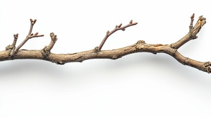A bare tree branch with dormant buds awaits spring