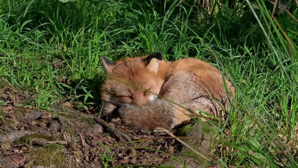 Wall Mural - Red fox (Vulpes vulpes) sleeping curled up in the sun in meadow