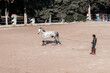 © ADDICTIVE STOCK - Horse training in an outdoor arena with a handler