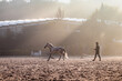 © ADDICTIVE STOCK - Horse training in early morning sunlight at an equestrian center