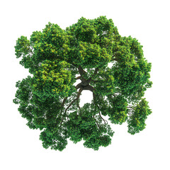 tree top view on white background layout plan