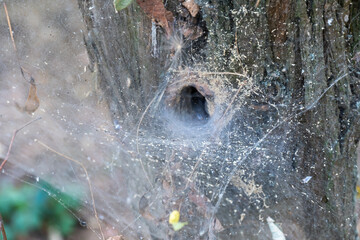 Wall Mural - Spider set a trap from web on old stump. Details complex interweaving cobweb arachnid on tree trunk. Spider's web habitat in forest. Intricacy net insect covering in wildlife. Artistic nature image.