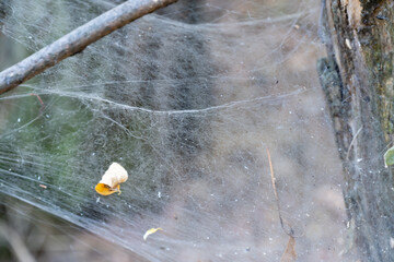 Wall Mural - Spider set a trap from web on old stump. Details complex interweaving cobweb arachnid on tree trunk. Spider's web habitat in forest. Intricacy net insect covering in wildlife. Artistic nature image.
