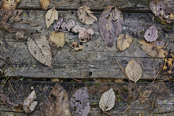 Dry leaves on the stump