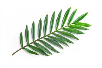 Isolated Green Leaf on Tree Branch for Natural Touch in Ecology and Tropical Design