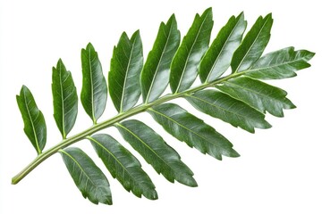 Isolated Green Leaf on a Tree Branch for Eco-Friendly Design and Natural Beauty Enhancement