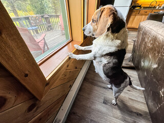 Beagle in forest cabin sees something interesting outside