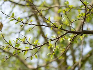 there is a bird sitting on a branch of a tree.