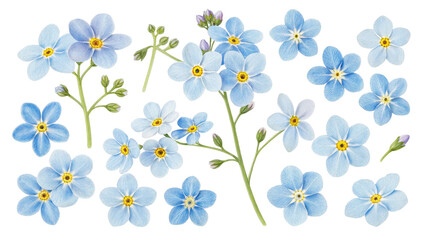 Wall Mural - Forget-Me-Nots Flower Composition Multiple Views Isolated on White Background, Floral Design Elements, Botany, Spring Blooms

Forget-me-nots, floral arrangement, botanical illustration, spring flowers