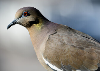 Wall Mural - White-winged Dove