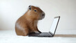 © Let's fly! - Small, baby capybara at laptop. Cute, funny illustration