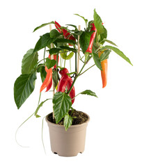 Red chili plant in a pot cut out isolated transparent background